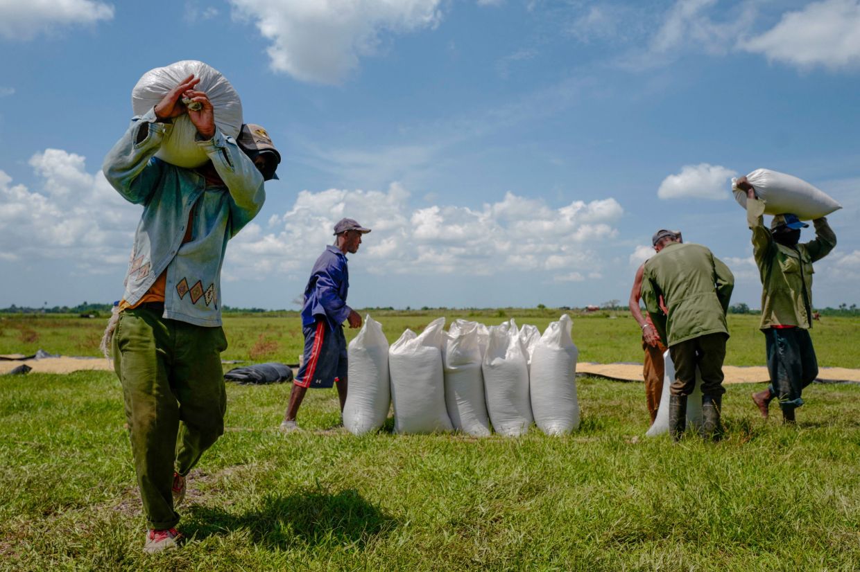 Farmers carry sun-dried bags of rice in Los Palacios, Pinar del Rio province, Cuba, on May 29, 2025. The Cuban government gave land to a private Vietnamese company for rice production in the face of the lack of local productive varieties and inputs to address the lack of this cereal on the island. The national average rice yield is 1.6 tons per hectare, and the first fields harvested within this plan had a yield exceeding six tons per hectare. -- Photo by Adalberto ROQUE / AFP