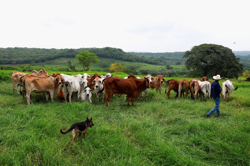 Mexican ranchers hit by flesh-eating screwworm want action on cattle ...