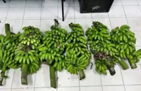Kluang cops nab man for trespassing on banana farm, attempting to steal six bunches