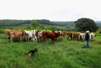 Mexican ranchers hit by flesh-eating screwworm want action on cattle smuggling