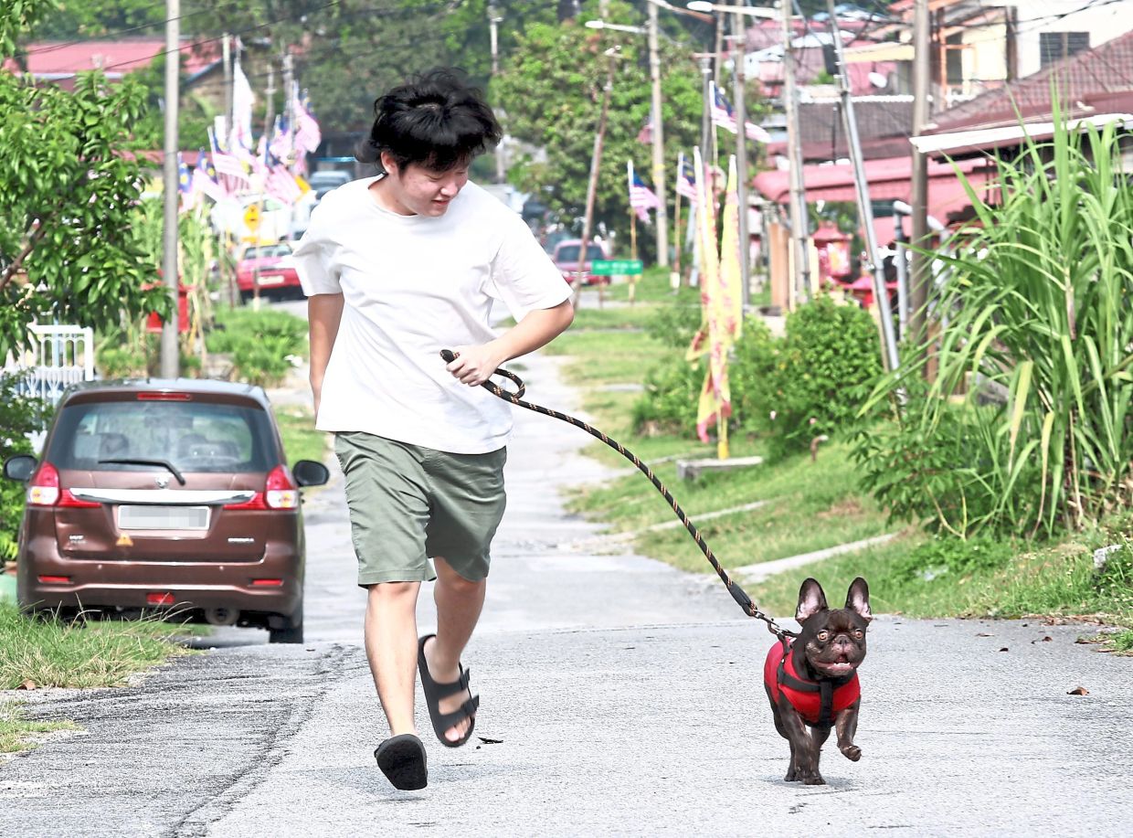 Pet owners are advised to be with their pets when taking them out for walks.