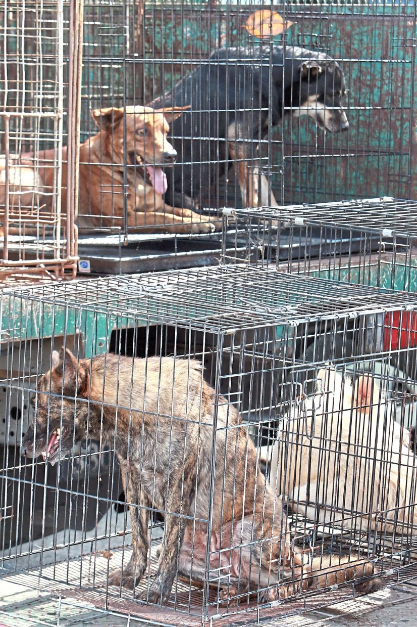 Animal welfare NGO are calling for transparency in matters related to stray dogs.
