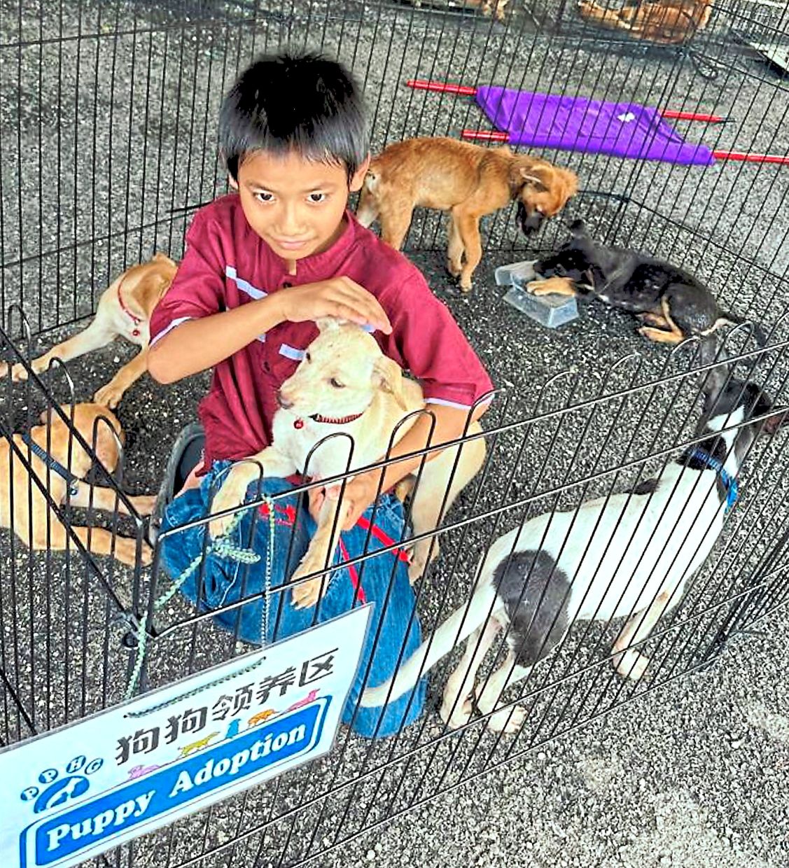 A pet adoption drive during the Perak Pawsitive campaign in Gopeng. 