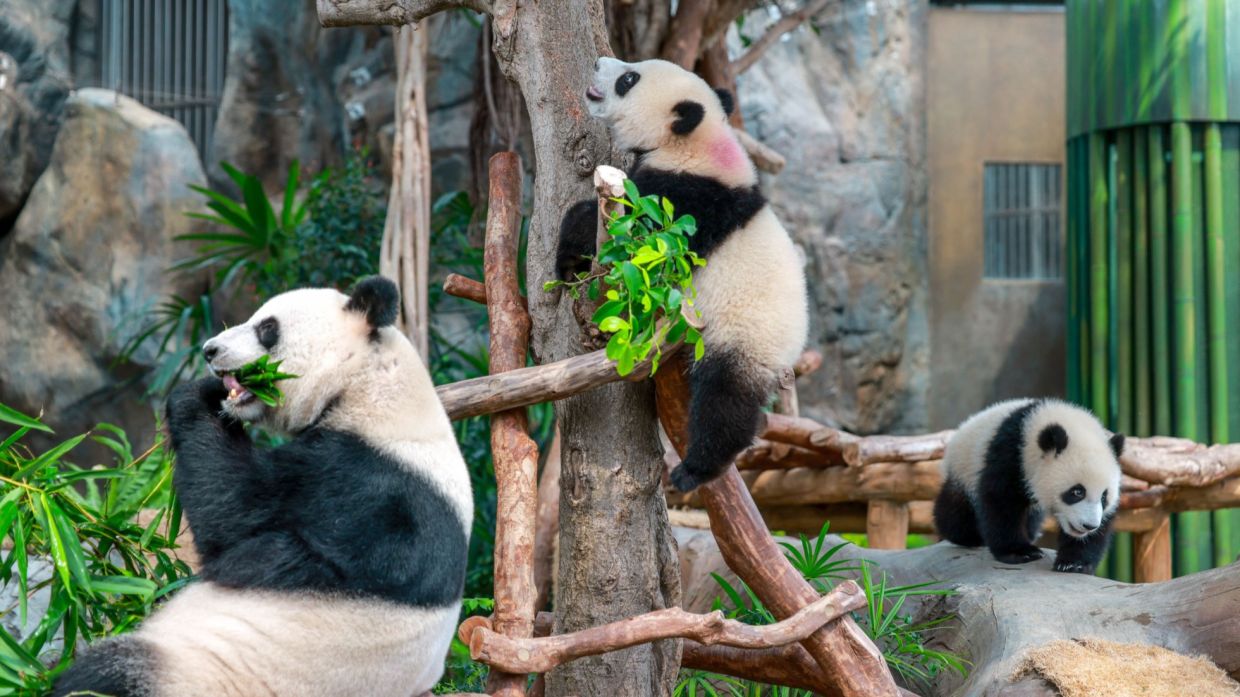 Giant panda twins Little Brother (center) and Elder Sister (right) play as their mother Ying Ying eats bamboo, at Ocean Park's Giant Panda Adventure, in Hong Kong, May 22, 2025. - Photo: China Daily