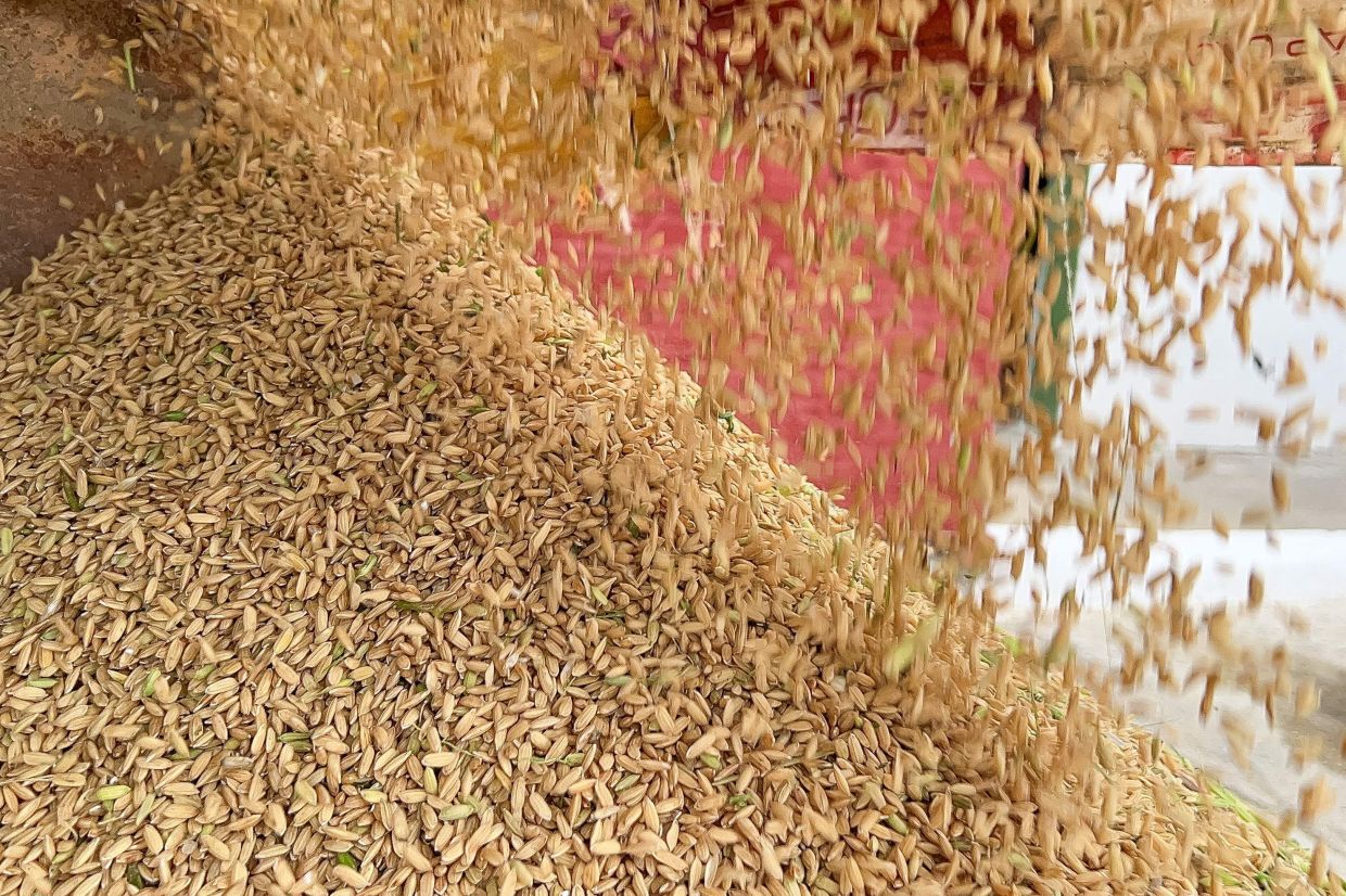 A truck unloads Vietnamese rice at an industrial dryer, in Los Palacios, Pinar del Rio province, Cuba, on May 29, 2025. - AFP Photo