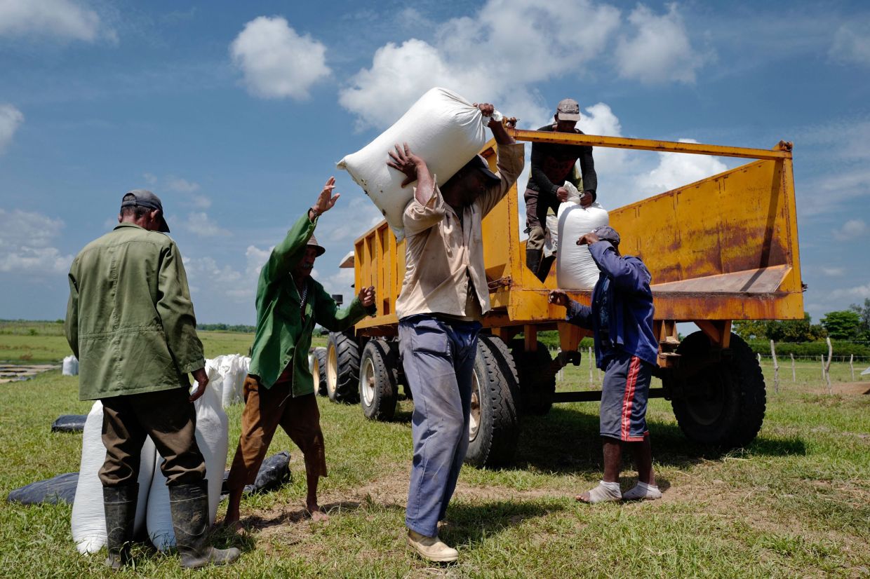 Farmers load sun-dried bags of rice onto a truck, in Los Palacios, Pinar del Rio province, Cuba, on May 29, 2025. - AFP Photo