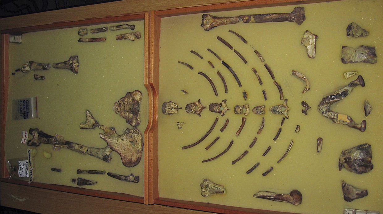 Ethiopian fossil Lucy leaves for her first exhibition in Europe