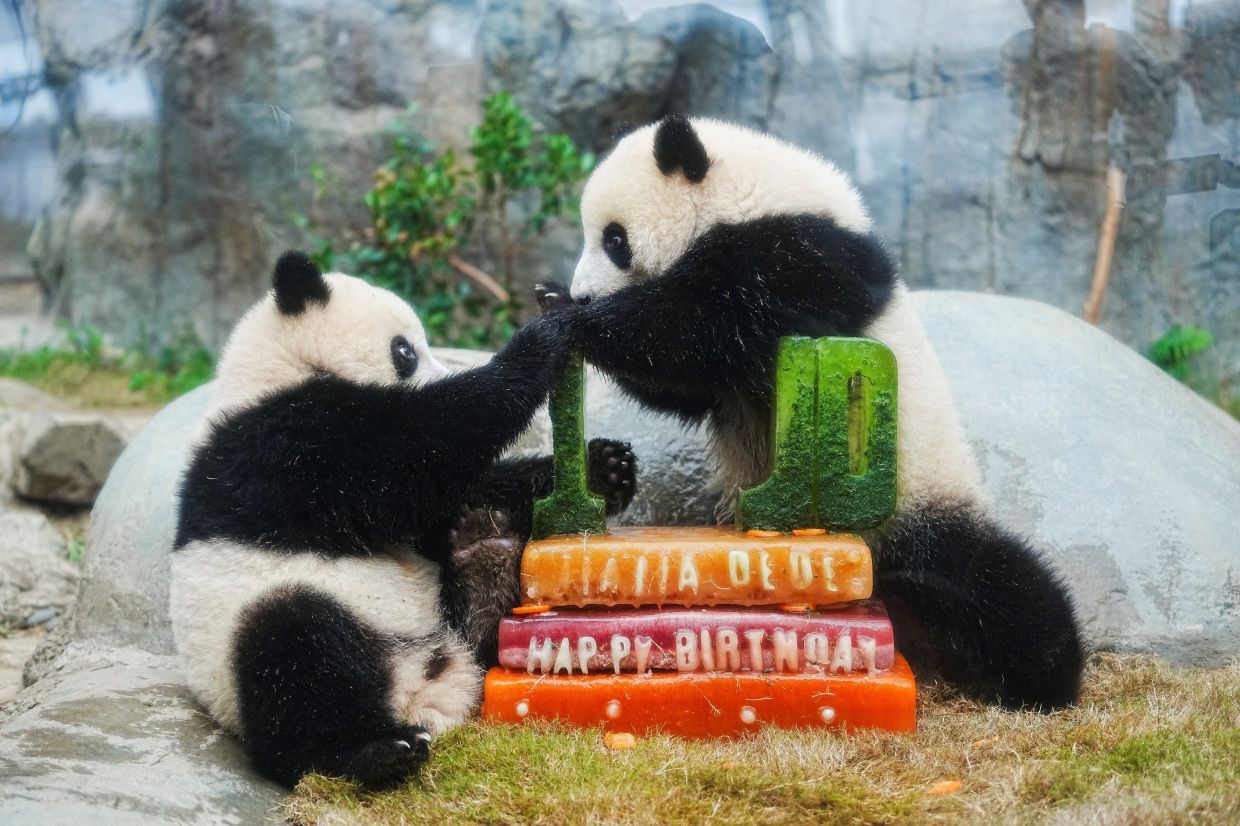 Twin panda cubs -- Jia Jia and De De -- celebrate their one-year-old birthday at Ocean Park in Hong Kong, China, on Saturday, August 15, 2025. -- Photo: REUTERS/Lam Yik