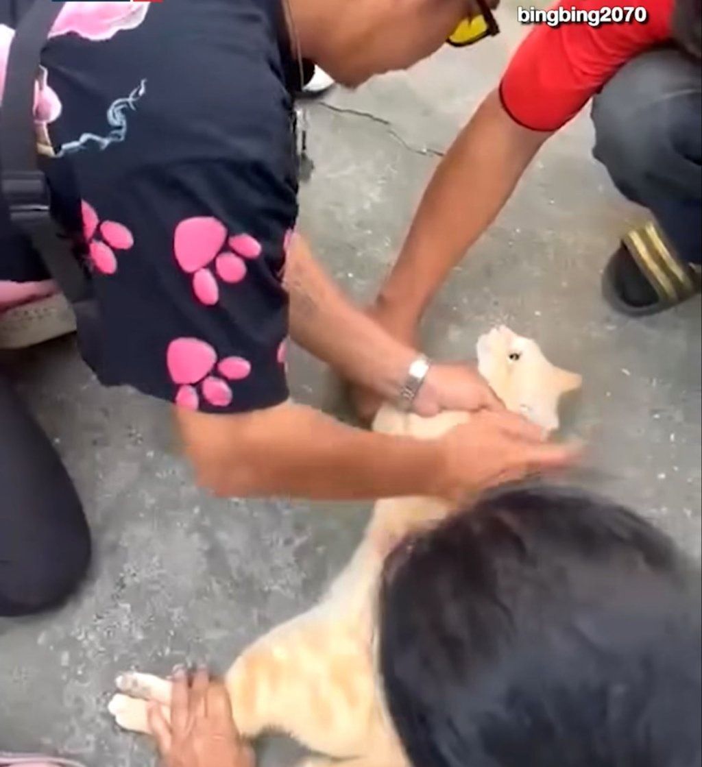 With one hand, Bingbing steadies the cat’s neck to keep it in position, while his other hand presses against the side of its body. - Photo: Bright TV