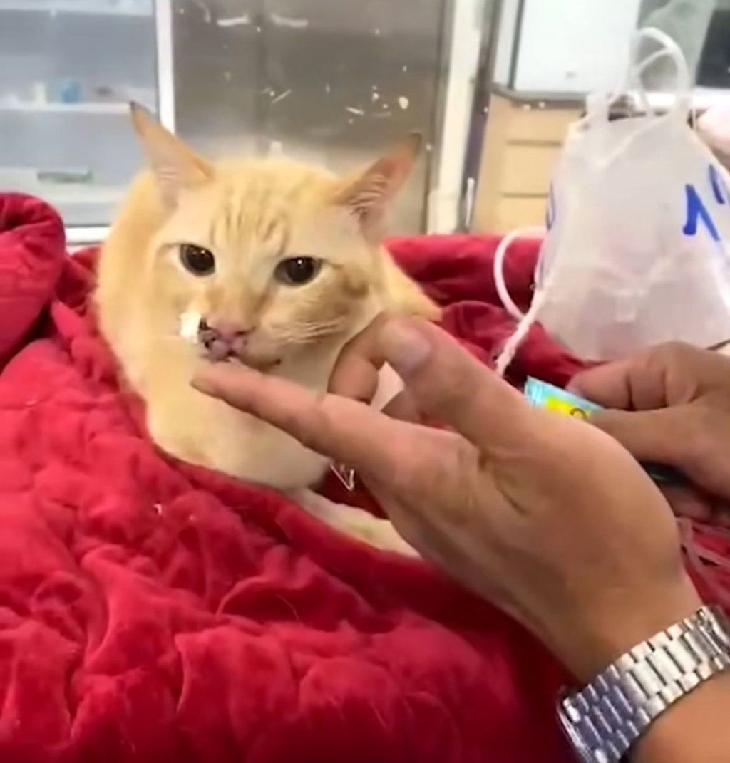 On Aug 7, Bingbing posted another video of Thongkham, showing that he had made a remarkable recovery and was able to walk. - Photo: Bright TV