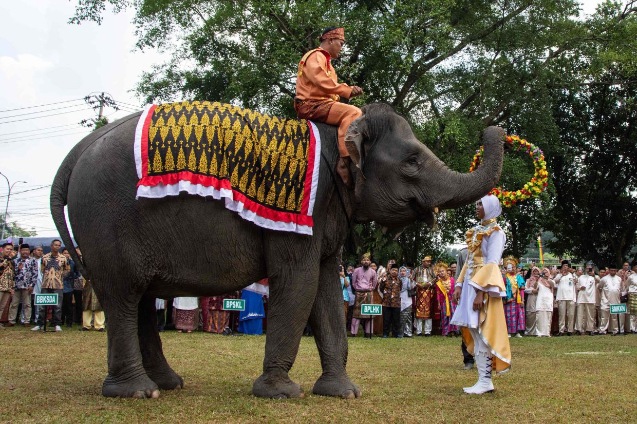 A high school student receives a flower wreath from a rescued Sumatran elephant named Vera during the commemoration of Indonesia's 80th Independence Day at the Riau Natural Resources Conservation Center (BBKSDA) in Pekanbaru, Riau, on Sunday, August 17, 2025. -- Photo by Wahyudi / AFP
