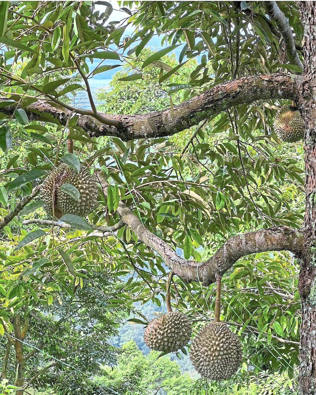 To develop his content and learn more about Malaysian durian, Ang has visited over 300 durian farms in Malaysia and the region. — Edison Ang/Instagram