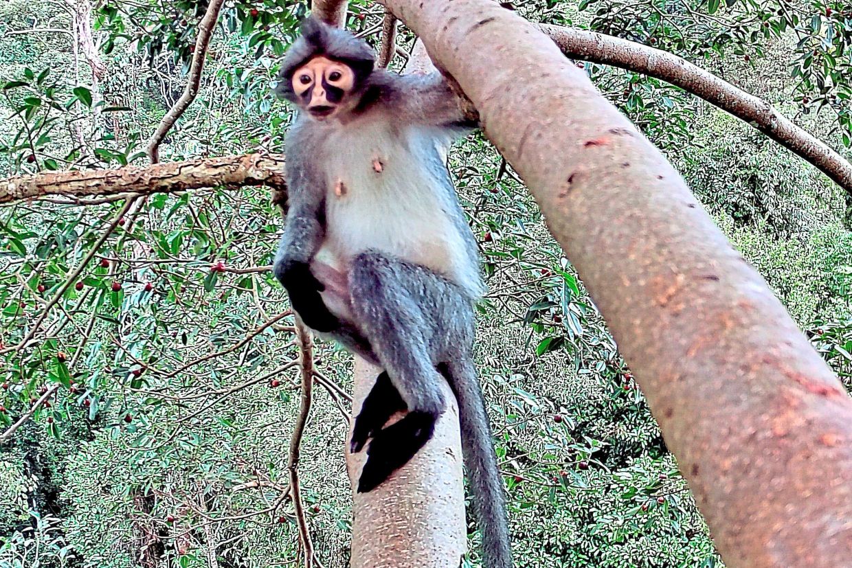 A langur on fruit trees. — Photos courtesy of 1StopBorneo Wildlife 