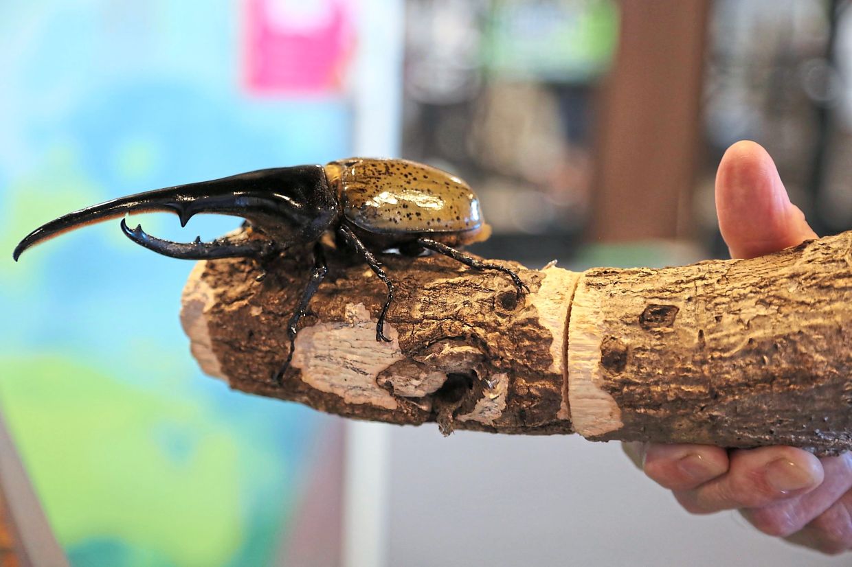 Gentle creature: Suzuki holding a beetle at an exhibition devoted to insects in Tokyo. — AP