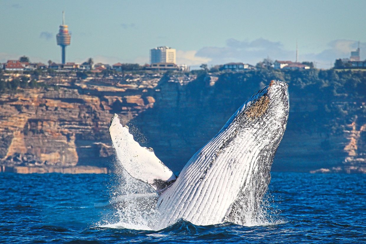 Watching a whale breach the surface of the water can be very exciting.