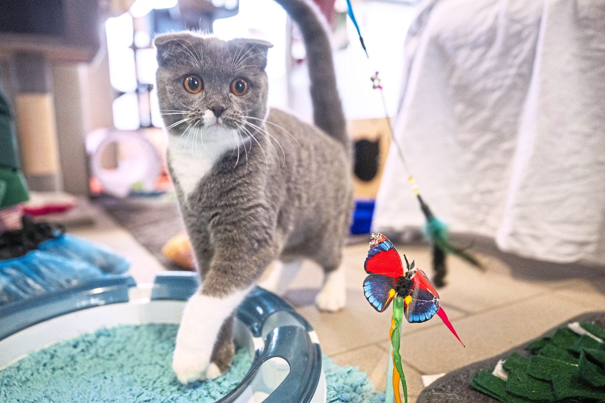 Experts describe Coco's condition as the result of torture breeding, a term used when animals are deliberately bred for traits like oversized eyes, flat faces or unusual coat colours despite the serious, lifelong health issues these features can cause.