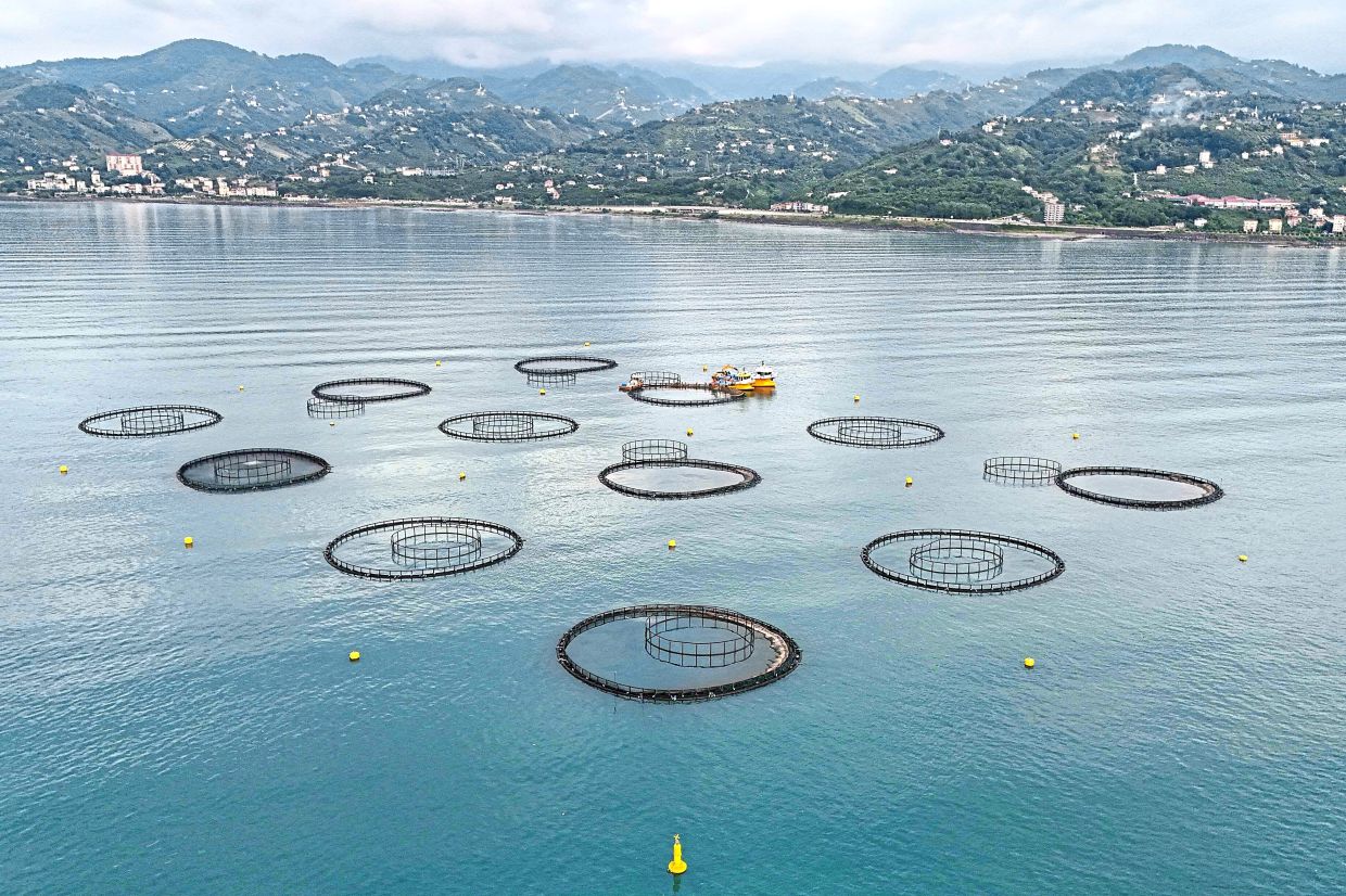 Turkish salmon farming cages off the Vakifkebir shores in the Black Sea.