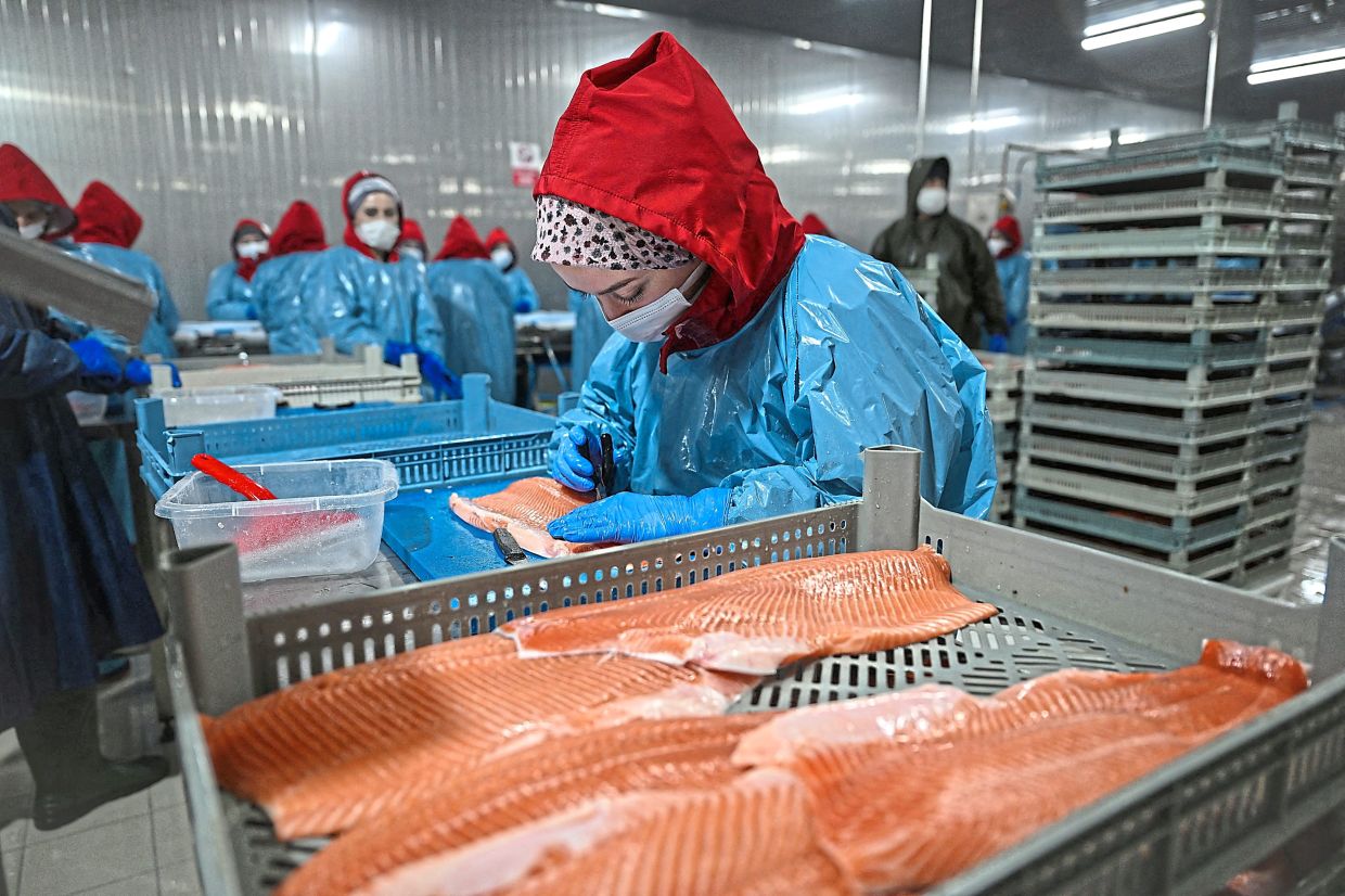 People working in a Turkish salmon processing company in Trabzon.