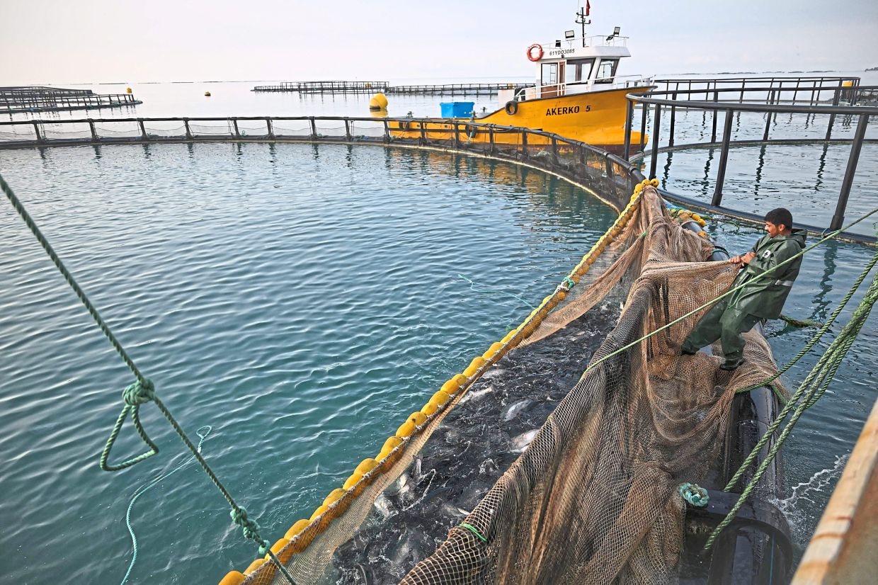 Workers harvesting ‘Turkish salmon’ from their farming cages off the Vakifkebir shores in the Black Sea. — Photos: AFP