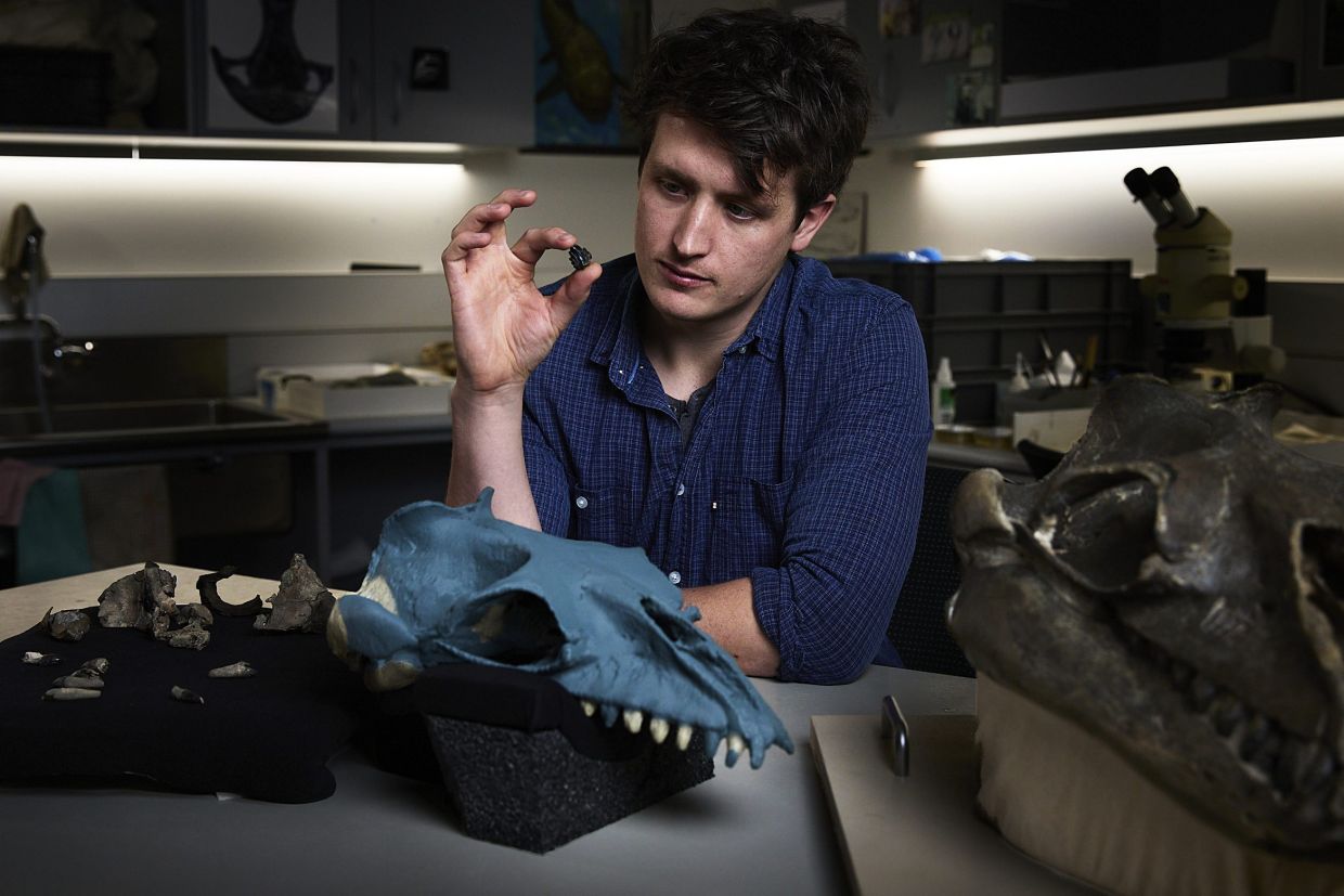In this photo provided by Museums Victoria Ruairidh Duncan examines a tooth and partial fossil skull, at left, in the palaeontology lab at Melbourne Museum in Melbourne, Australia, Aug. 5, 2025. (Tom Breakwell/Museums Victoria via AP)