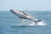 Whale season brings humpbacks within sight of beaches in Australia's Sydney