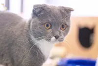 The price of feline fame: The dark side of ‘defect breeding’ of cats