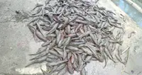 Catfish-trophe: Tons of invasive species caught at Perak fishing event