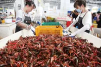 Qianjiang crayfish in high demand