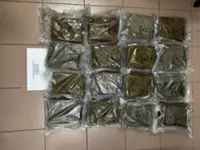 Police seize 46kg of ganja worth RM142,600 in Penang bust