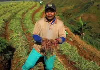 From Indonesia’s poisoned gold tunnels, miners are now looking to farming