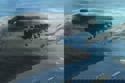 Scientists discover an ancient whale with a Pokémon face and a predator bite