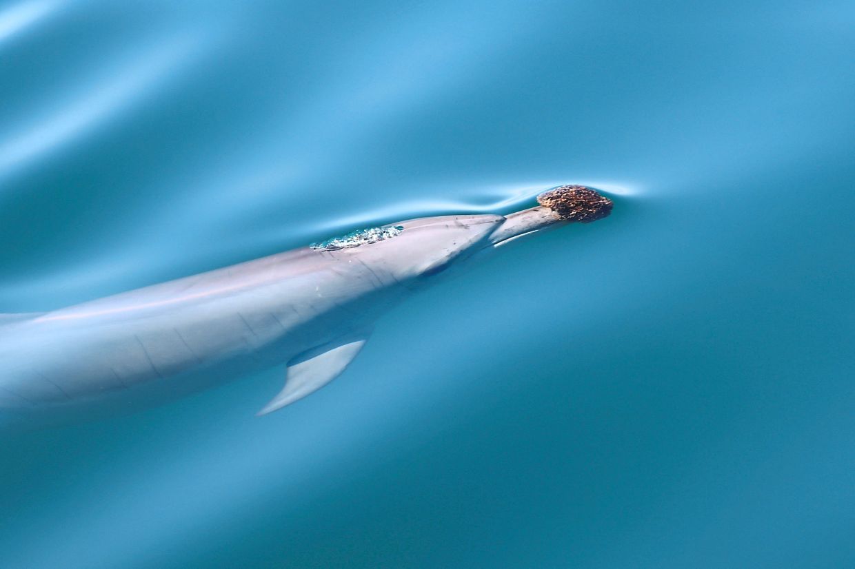 Cantor says sponge hunting is like hunting when you’re blindfolded, so you have to be very good and well-trained.