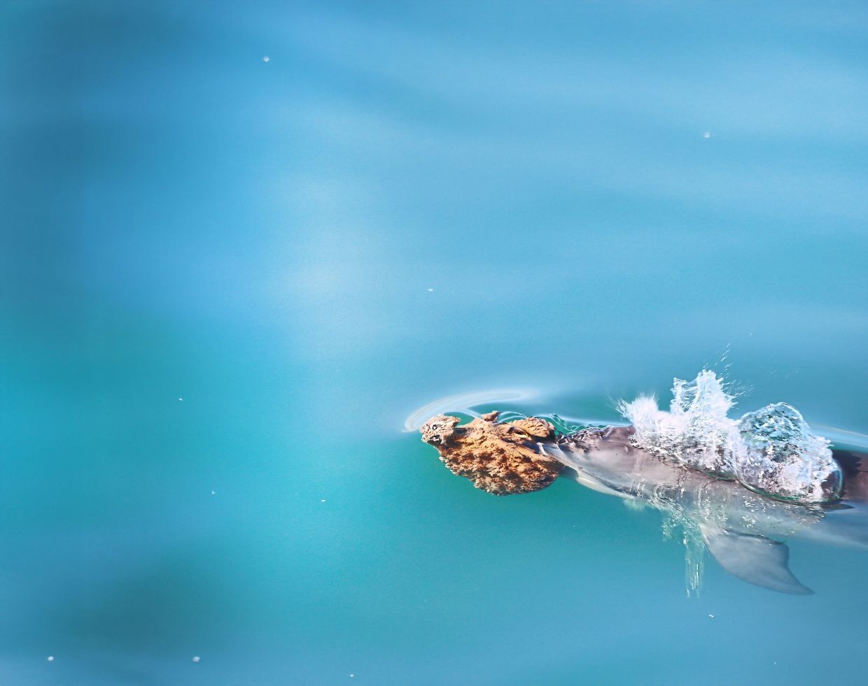 In this photo provided by theShark Bay Dolphin Research Project, a bottlenose dolphin wearing a marine sponge on its nose to forage swims in Shark Bay, Australia, 2024. This photo was taken under DBCA fauna license F025000102-8. (Meredith MacQueeney/Shark Bay Dolphin Research Project via AP)