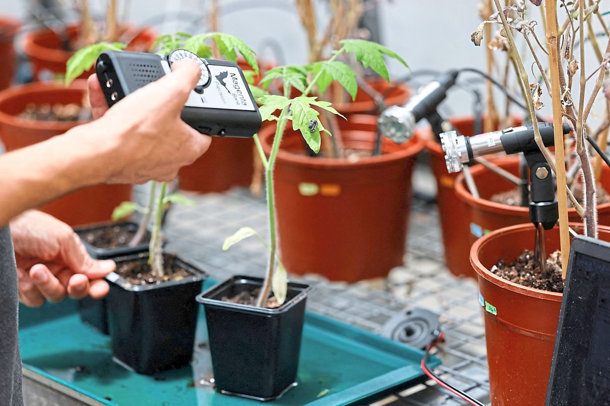 A scientist measures sound from a plant in a lab.