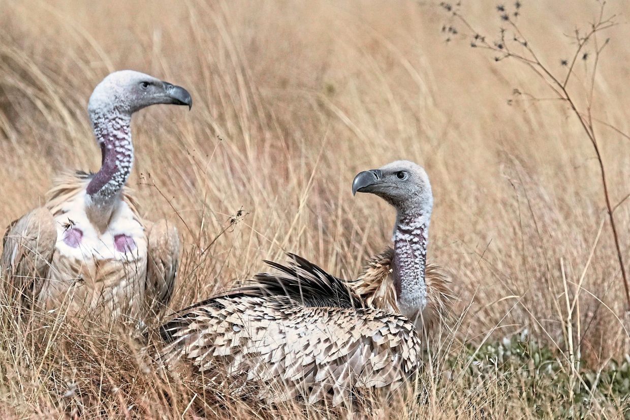 Two vultures gather after being released.
