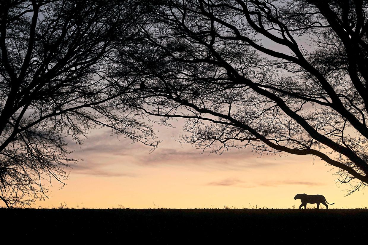 Ng’s photo of a lioness at Zimanga Private Reserve, South Africa, is a standout piece in the exhibition. 