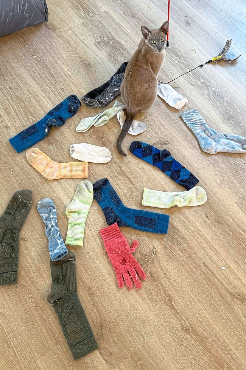 Leo with some of the socks it has found and brought to its home.