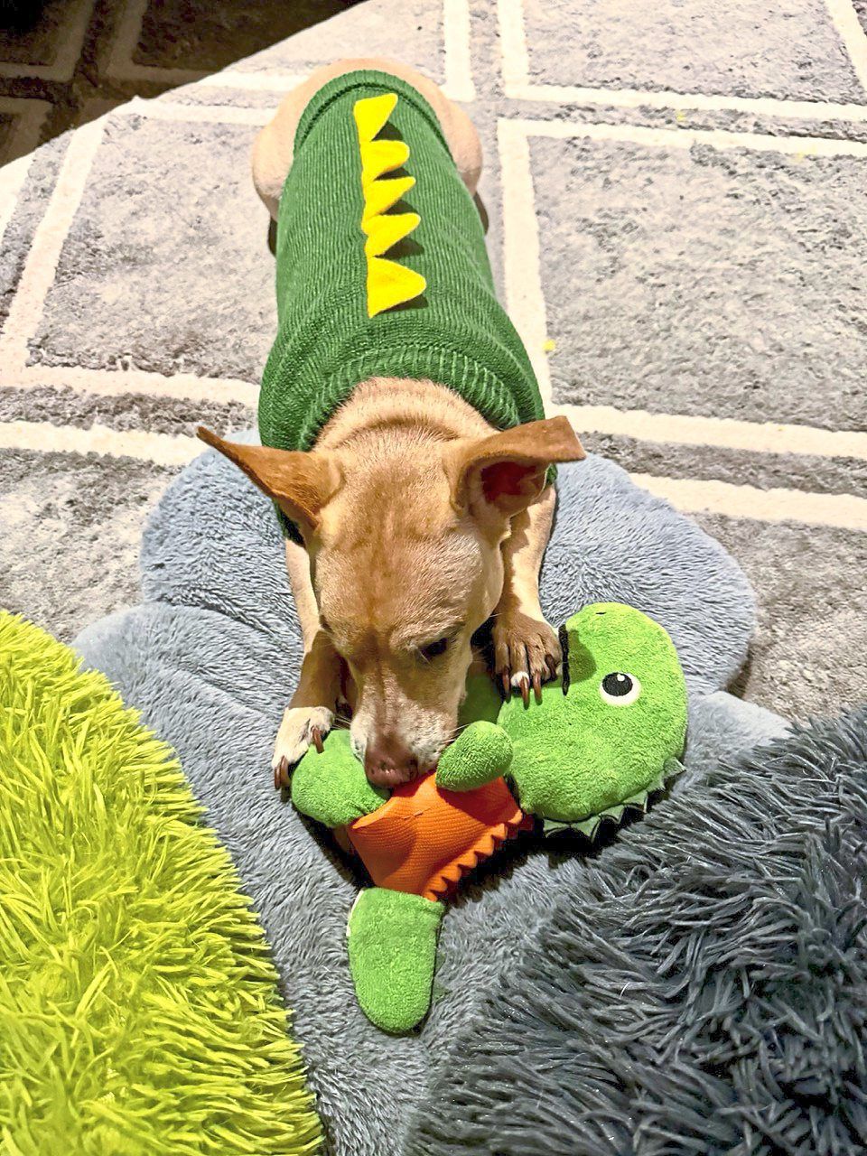 Pickles loves her toys and keeps herself amused while mum is at work.