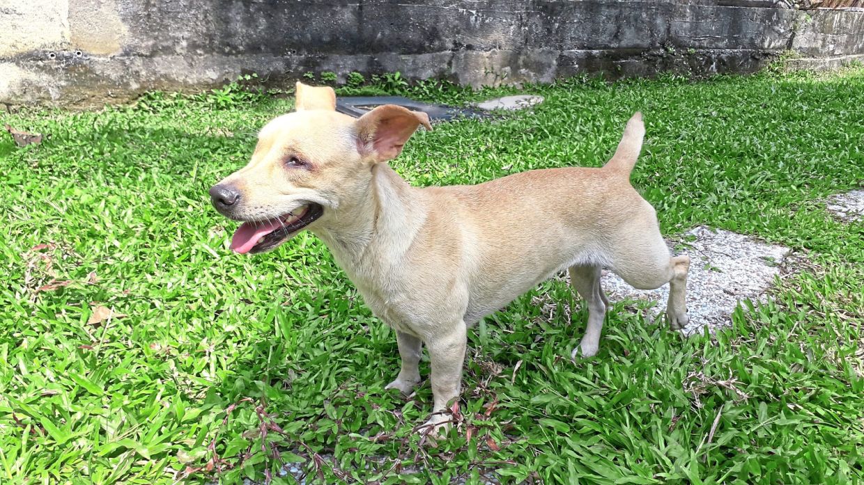 In 2018, Pickles’ story was featured in The Star. — ELLEN WHYTE