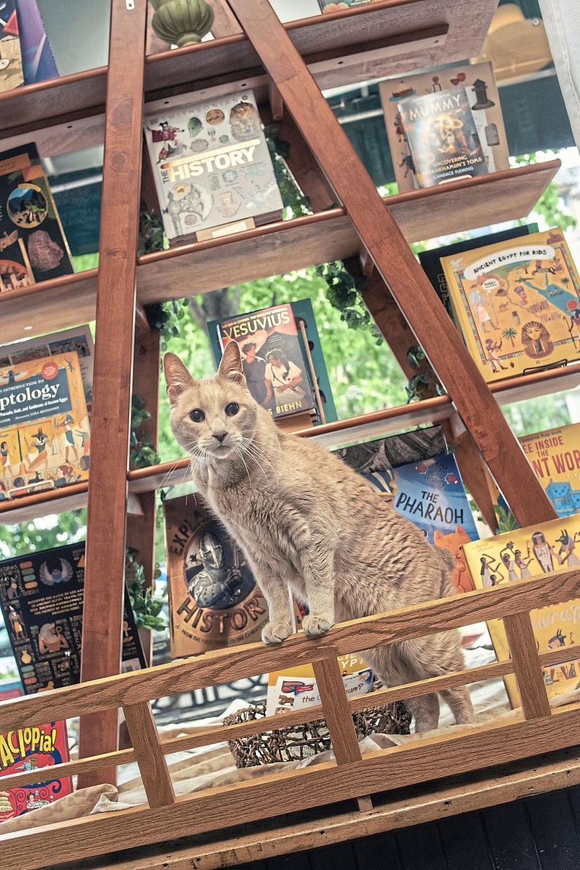 A cat named Booker T Jones at Wild Rumpus Books in Minneapolis. (Eric Ruby/The New York Times)