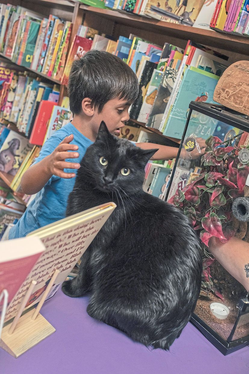 A child pets Eartha Kitt, a jet-black Manx, at Wild Rumpus Books in Minneapolis. (Eric Ruby/The New York Times)