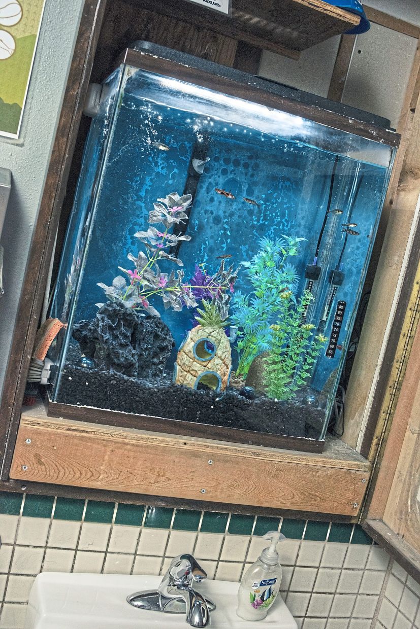 A fish tank where a bathroom mirror should be at Wild Rumpus Books in Minneapolis, July 8, 2025. At shops across the country, some of the most popular sales associates have four legs, twitchy ears and whiskers. (Eric Ruby/The New York Times)