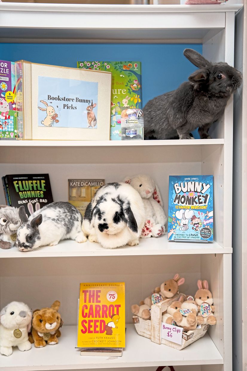 ‘The rabbits lend a nice comedic atmosphere,’ says Laura Schaefer, the owner of Scattered Books in New York. – VINCENT ALBAN/The New York Times
