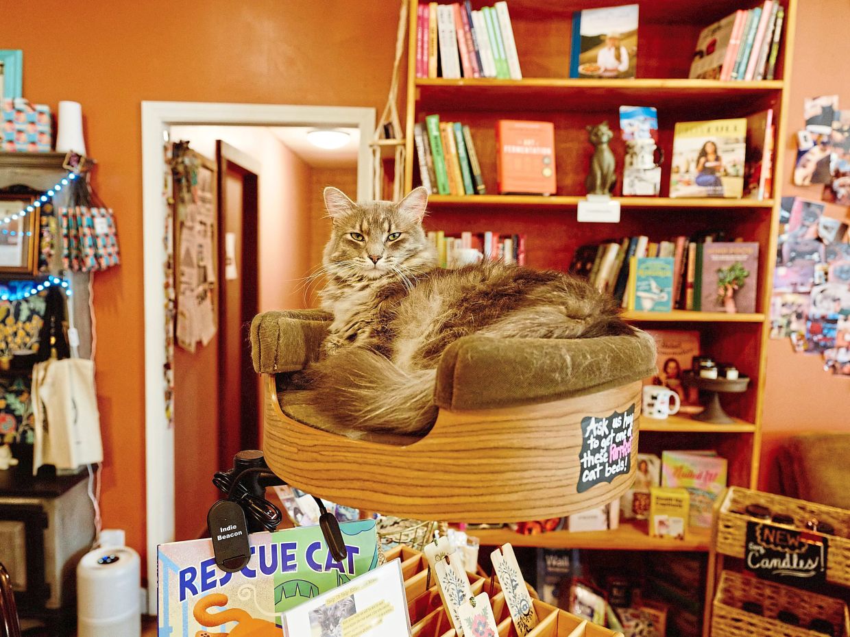 More purring, more buying? Why bookstores showcase their pets | The Star