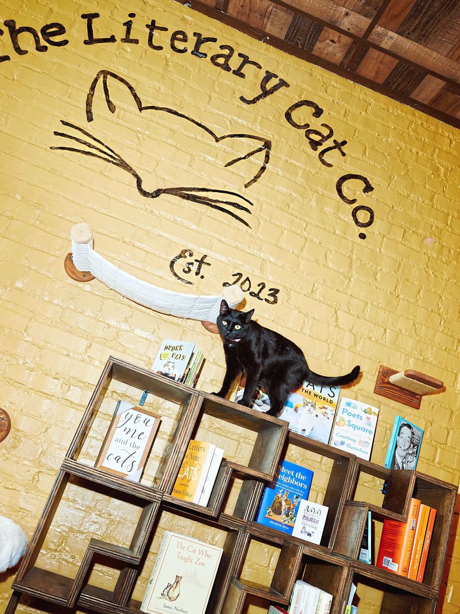 A cat named Scarlett Toe’Hara at the Literary Cat Co. in Pittsburg, Kan., July 8, 2025. Scarlett Toe’Hara has extra toes, the result of a genetic condition. (David Robert Elliott/The New York Times)