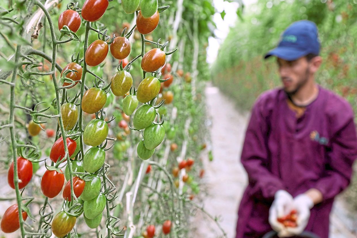 A worker harvests tomatoes in the Chtouka Ait Baha region.