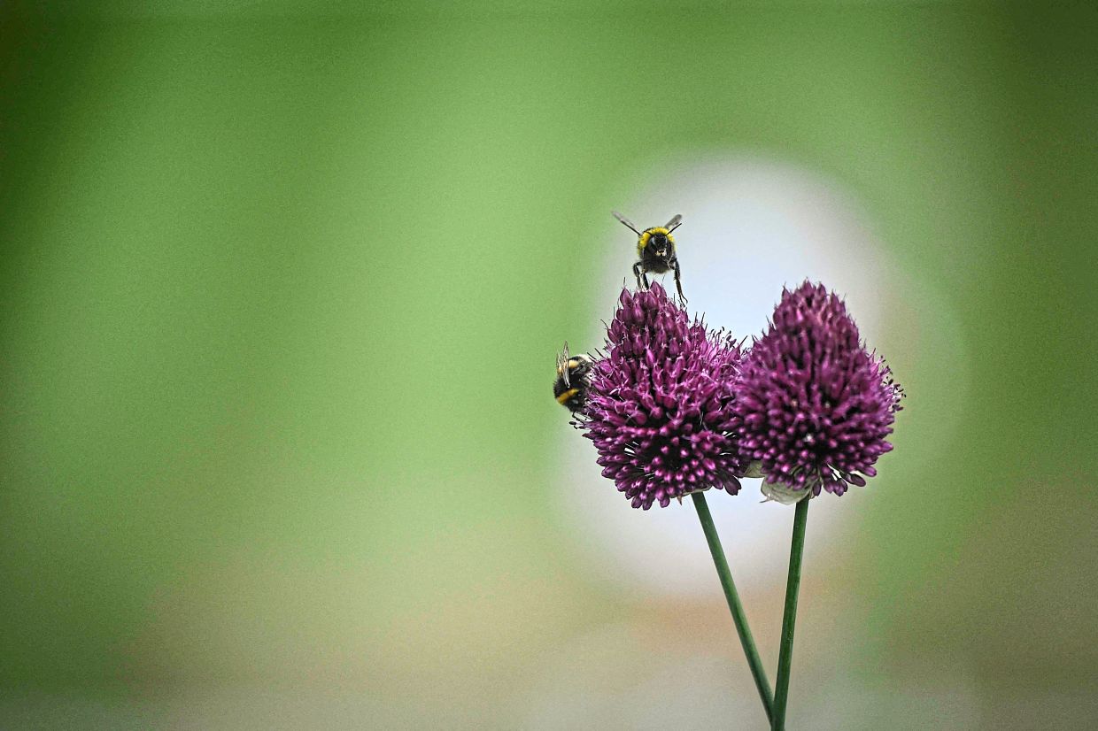 Climate change is altering the production and distribution of pollen and spores. — KIRILL KUDRYAVTSEV/AFP
