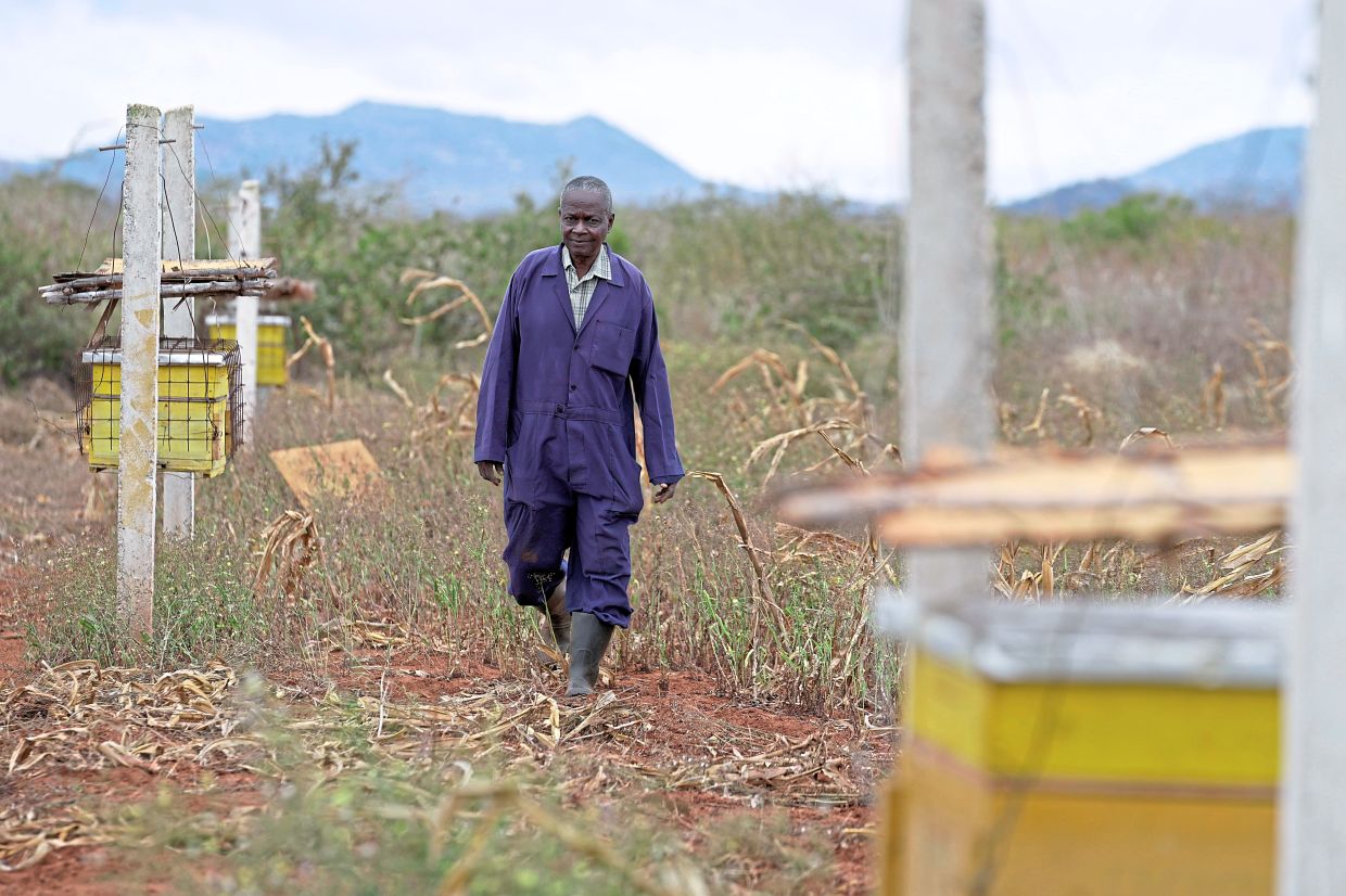 Shika inspecting bee hives housing colonies of African honey bees that have been integrated into a fence around his farm.