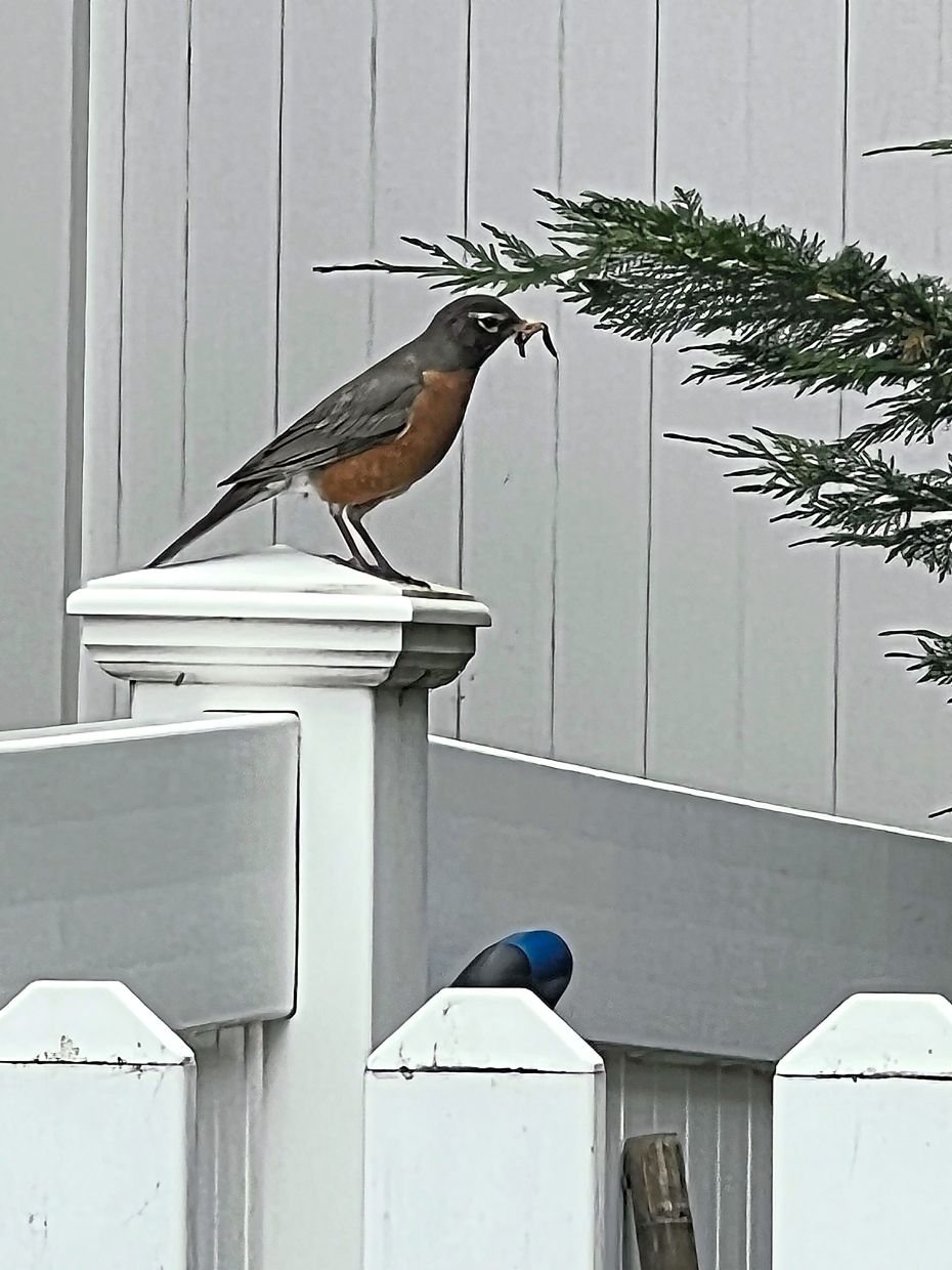 A red-breasted robin holding an insect in its beak. The application of sticky-tape bands around tree trunks to prevent spotted lanternflies can also harm other animals like birds.