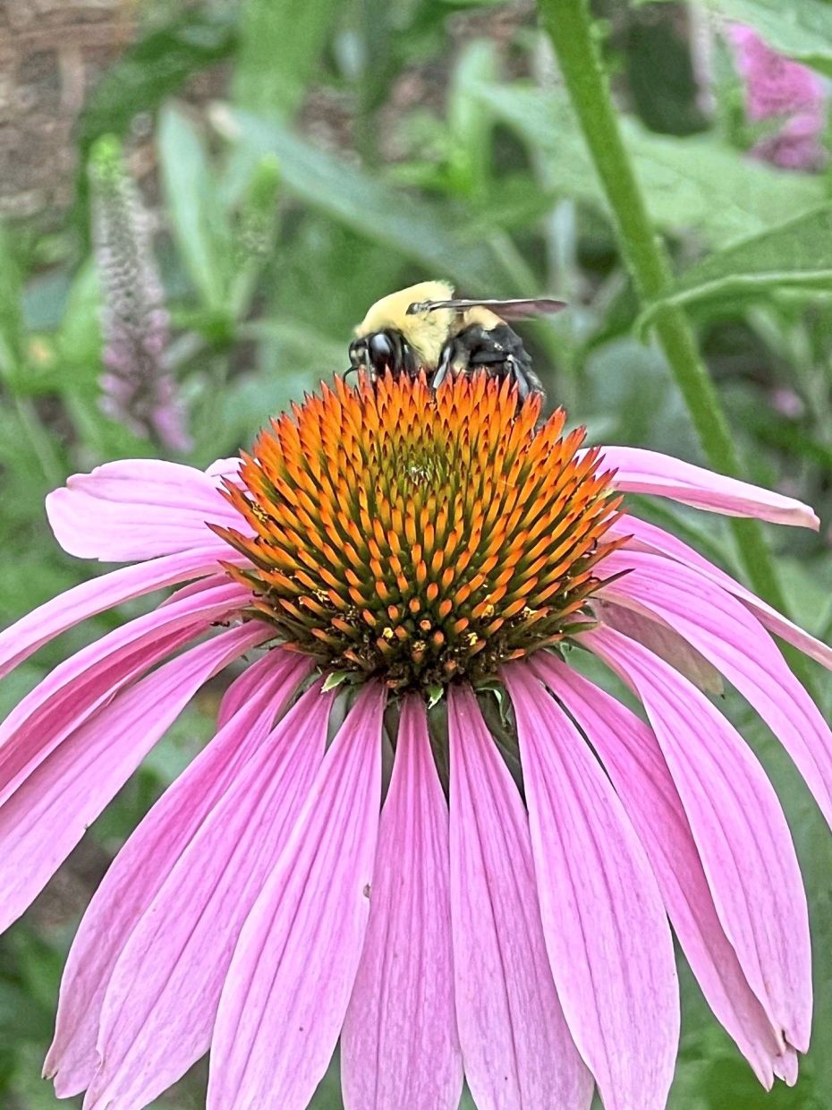 A bee resting on a purple coneflower. Each animal has a place in the ecosystem.